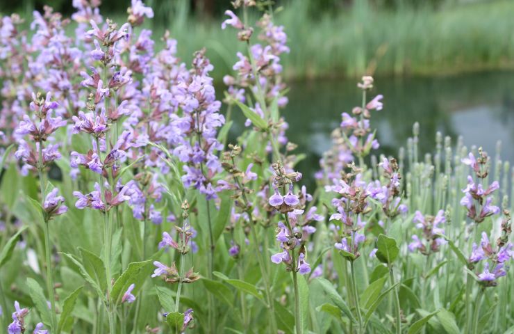 denta salvia concentrate
